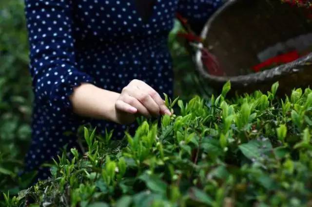 谷雨,茶清香