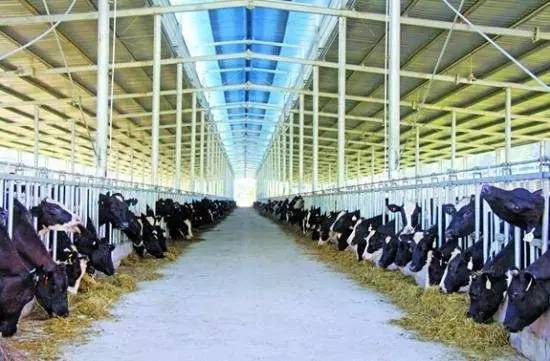 喜讯!清水河县万头规模奶牛养殖基地建设项目正式开工