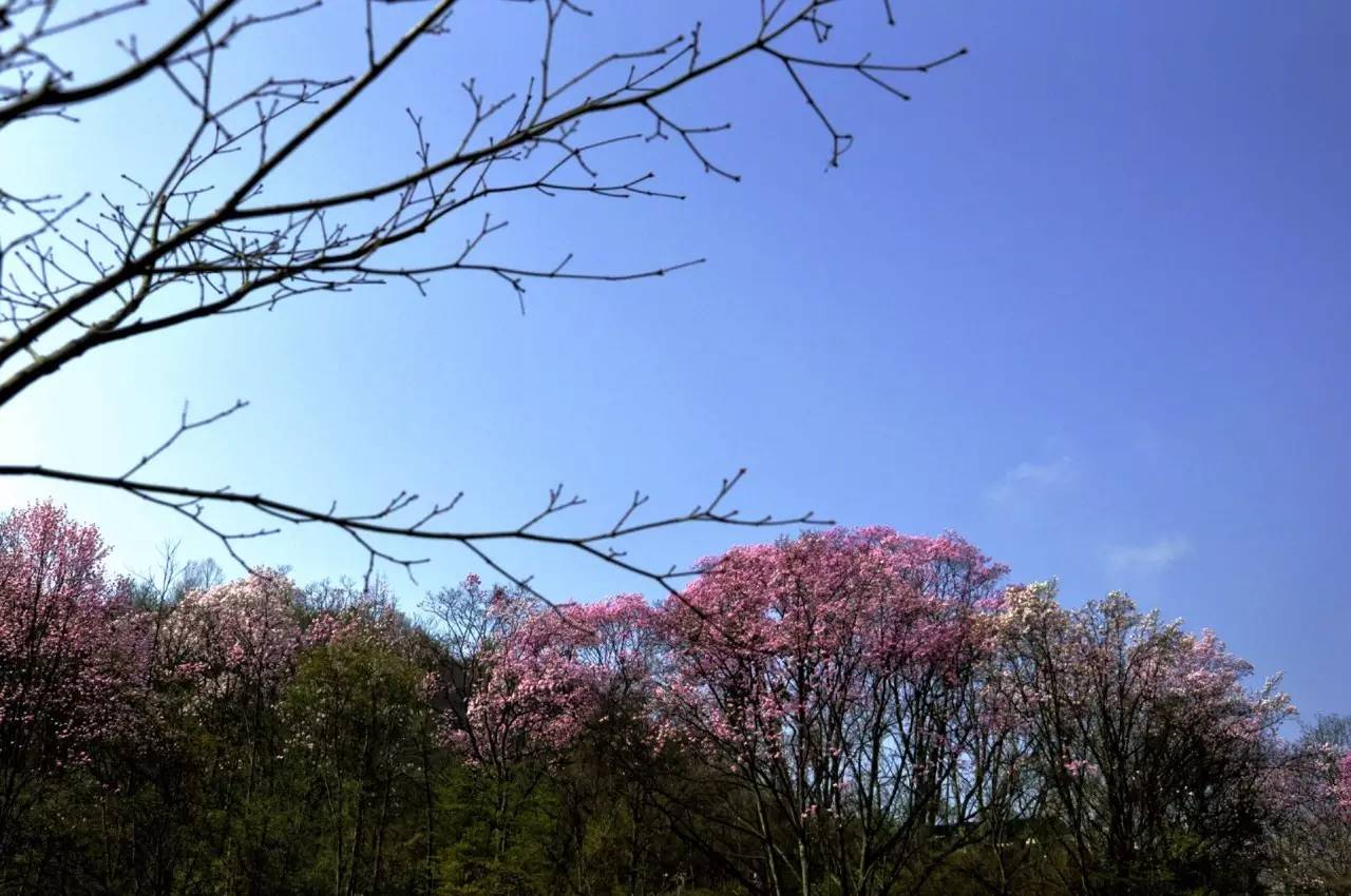 如果你还没来得及去吴家后山看辛夷花,那赶紧看这里