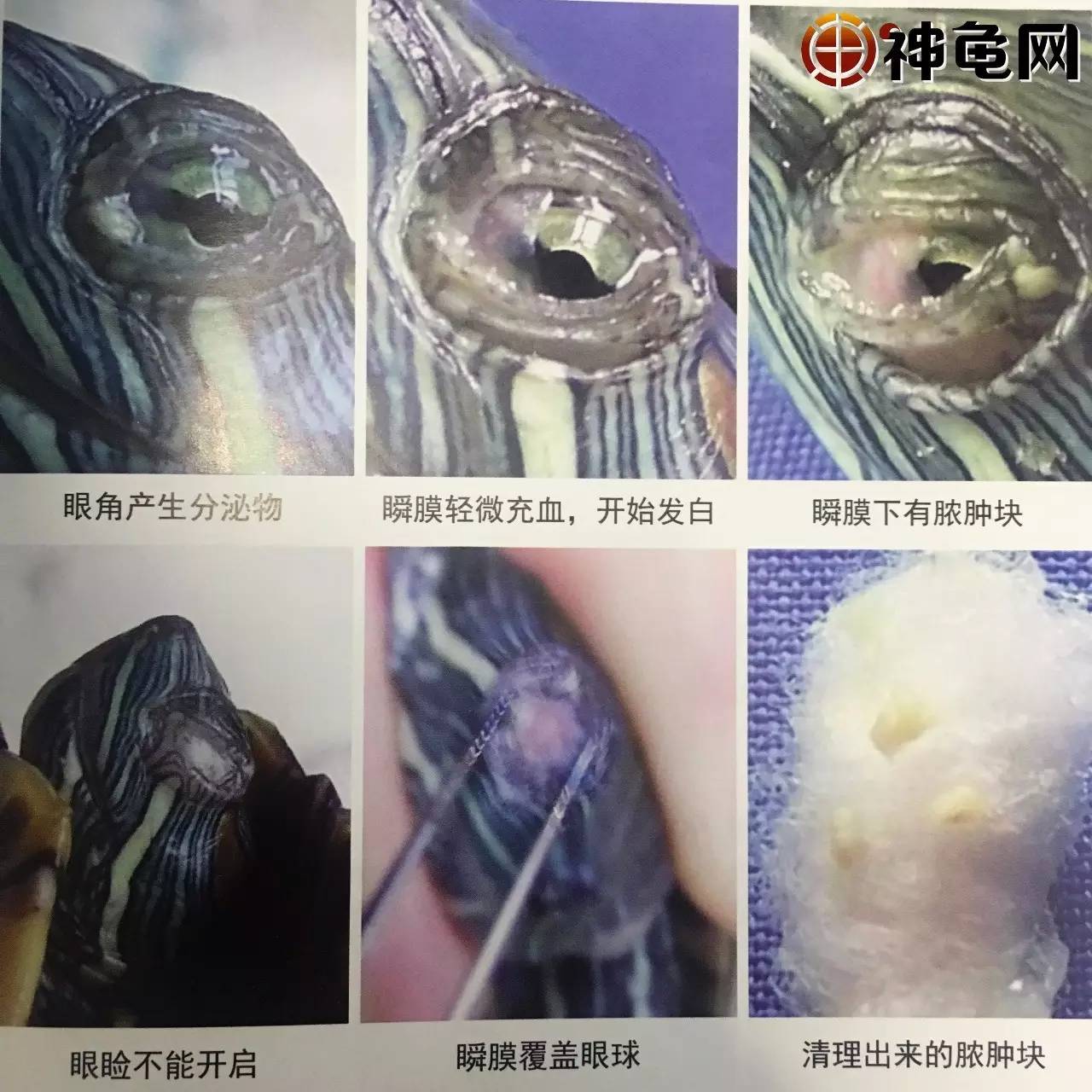 育龟经 | 龟苗常见病预防及治疗:白眼病(收藏贴)