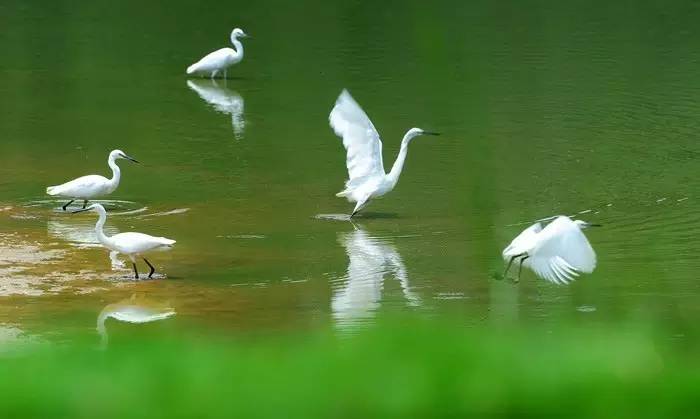 湖水潋滟,水鸟掠起,宛如画图 | 东莞这个地方甚是美丽