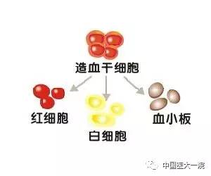 造血干细胞移植,你真的了解吗?