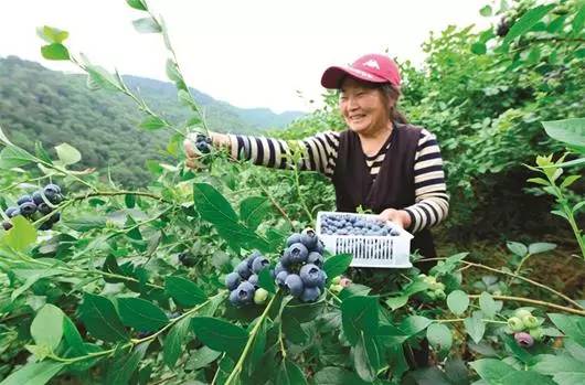 谷城石花镇经济总量_谷城经济开发区