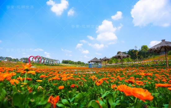 【永川头条】看花海,赏梦幻灯光节,400张免费门票来了