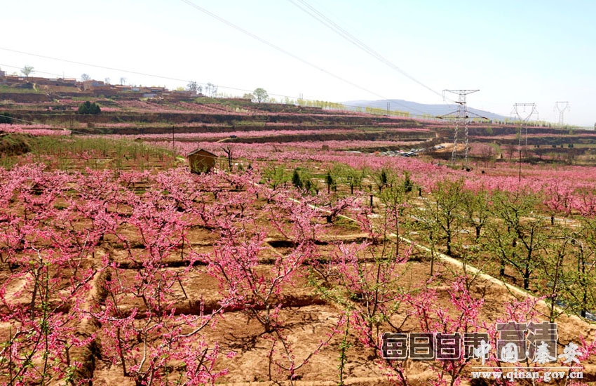 每日甘肃网秦安六大桃园景区桃花渐次盛开迎客来