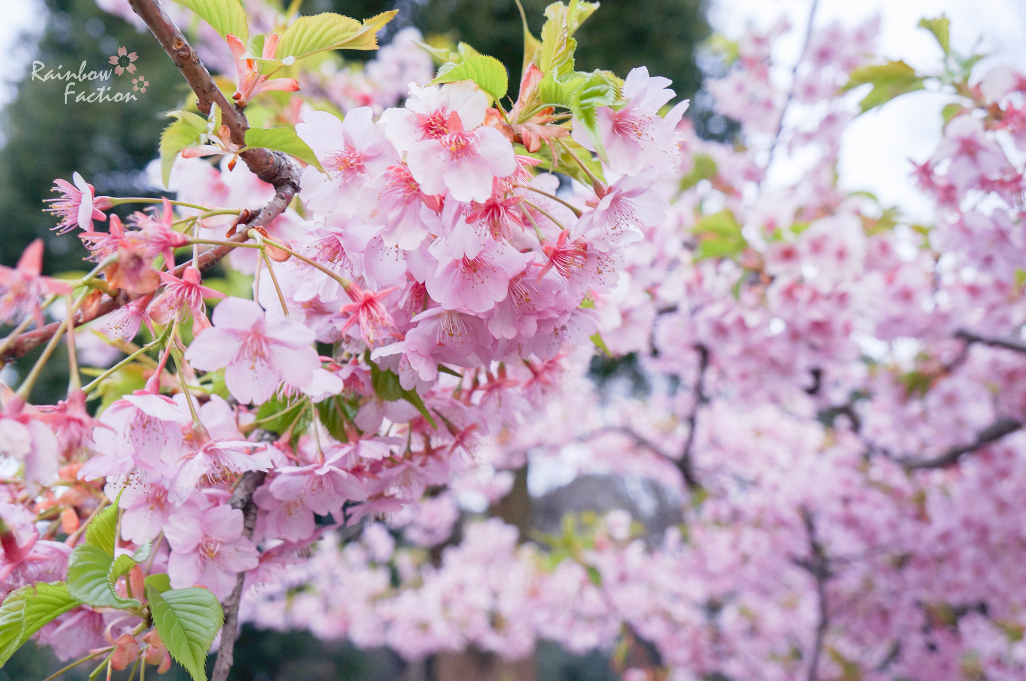 四月物语 · 樱花のtokyo