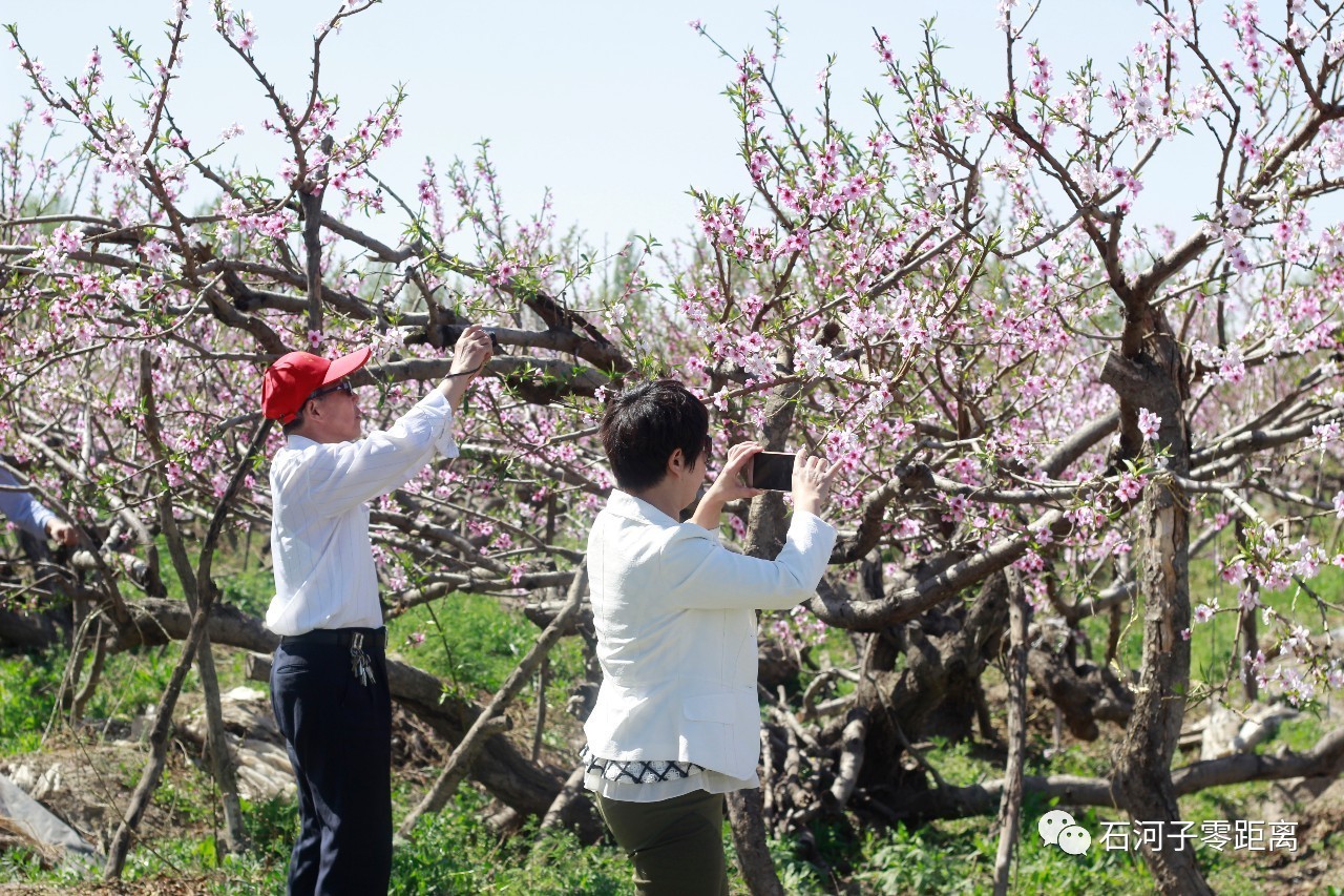 中国新疆(石河子)第十一届国际桃花节4月22日开幕
