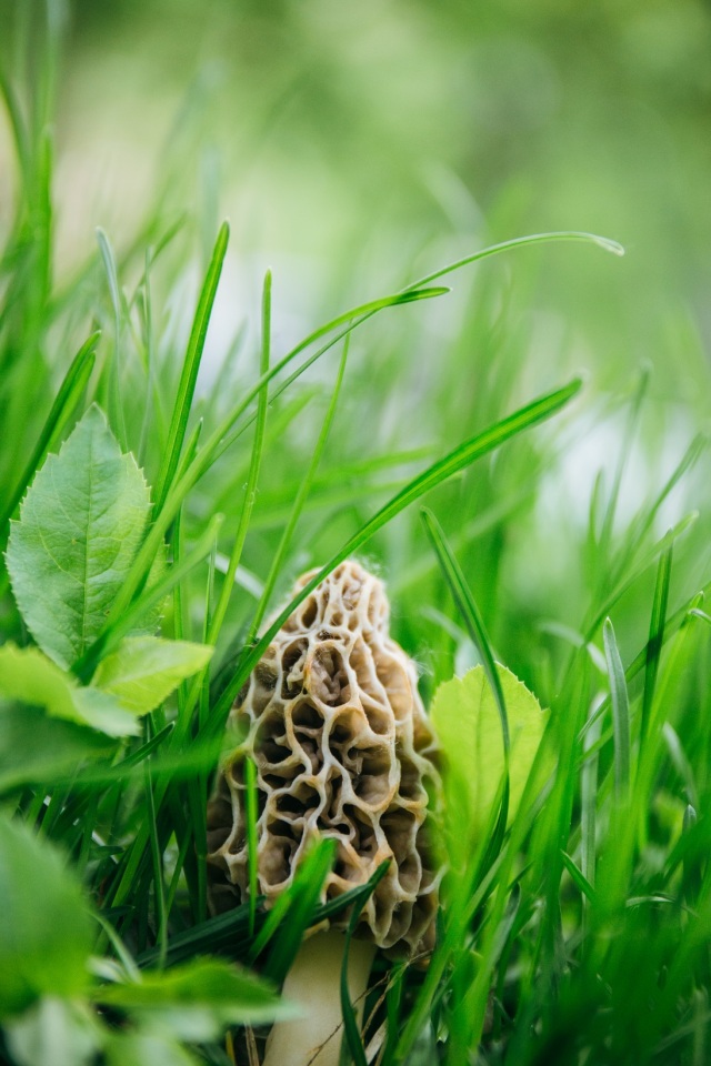 活动回顾 中传惊现羊肚菌!吃货福利来啦#cuc自然科学社