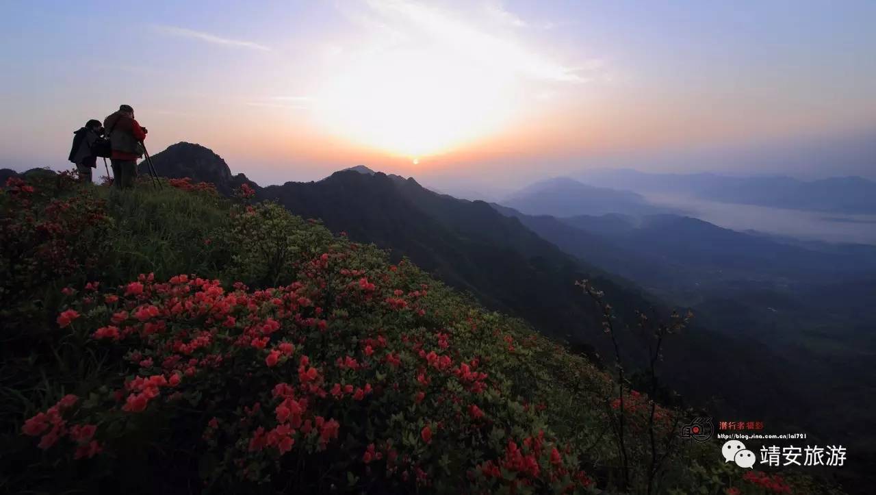 周末去靖安看万亩高山杜鹃,准备好了么?