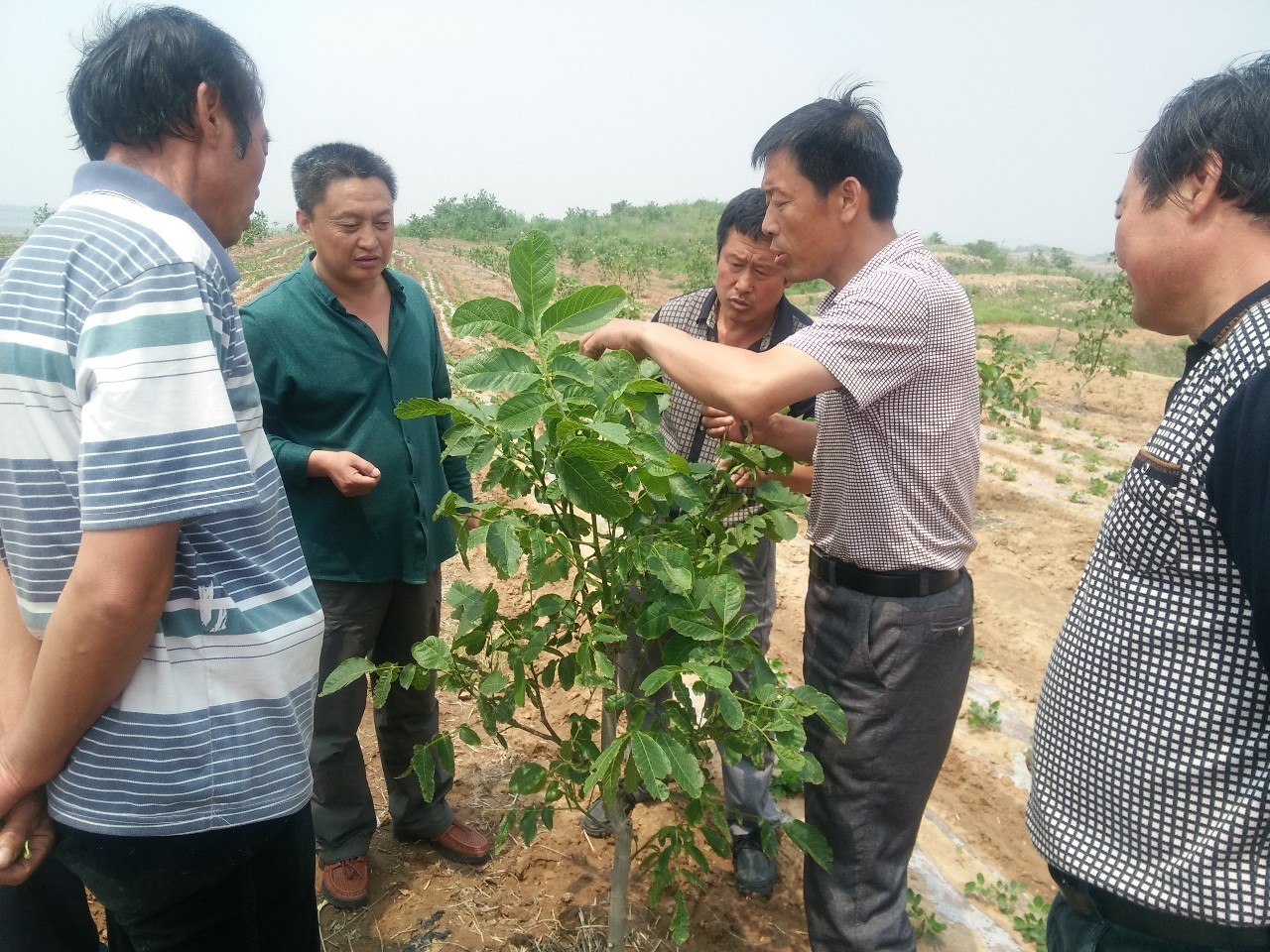 荒山野岭种出"摇钱树"——莱阳大夼镇打造核桃产业