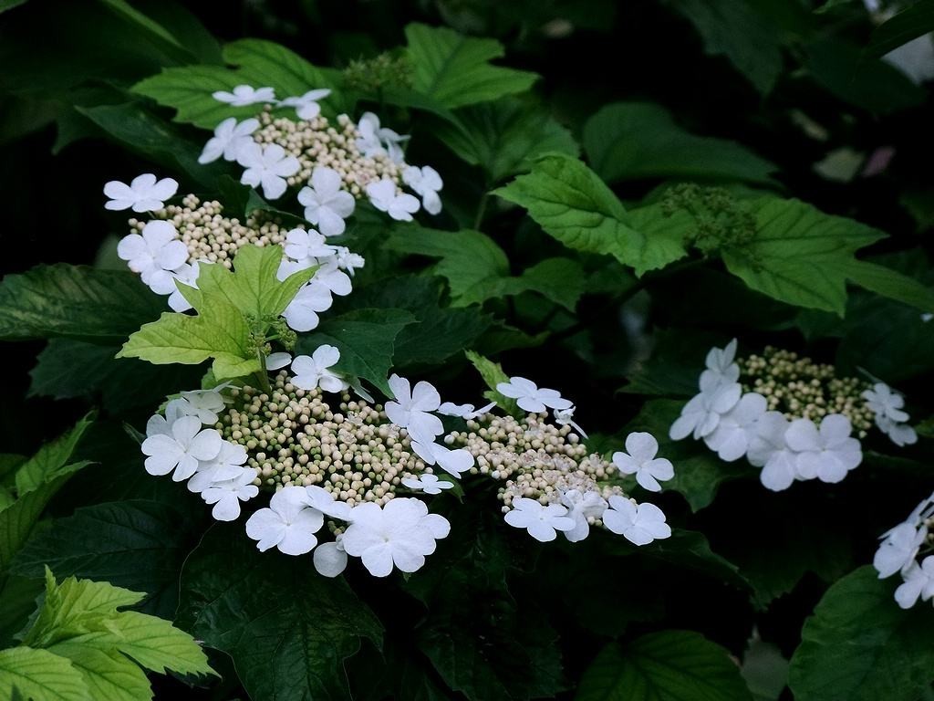 calvescens)是忍冬科,荚蒾属欧洲荚蒾的原变型,落叶灌木植物.