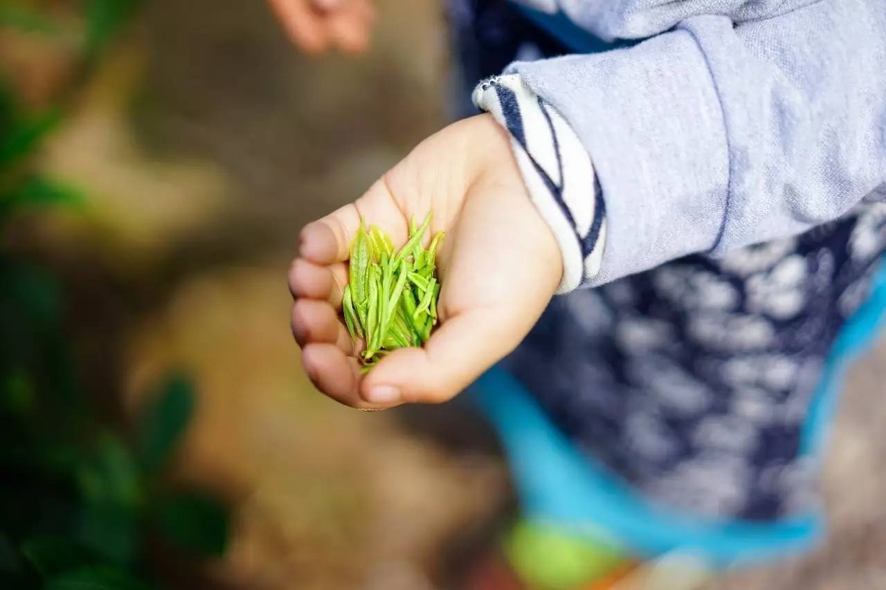 采一捧春露吐嫩的它山堰茶芽,炒一锅独一无二妙趣横生的春茶.