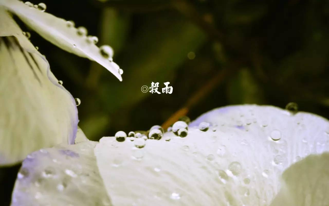 节气丨谷雨:雨生百谷,清净明洁