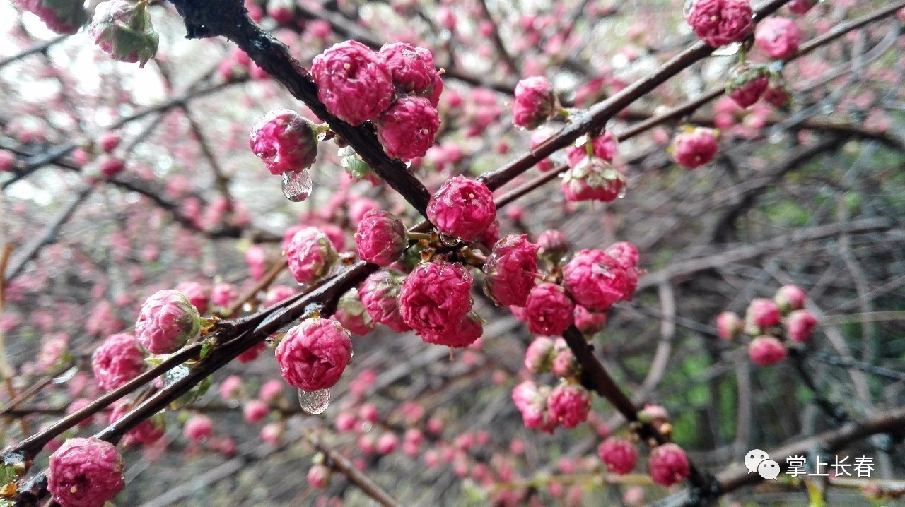 谷雨时节花含泪,这"泪"一定不是伤情,而是生长之喜