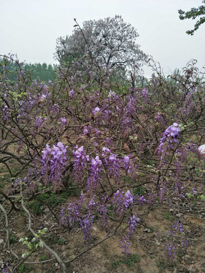 淮北人最爱的葛花!竟有一神奇功效!这种毛毛虫也能吃?