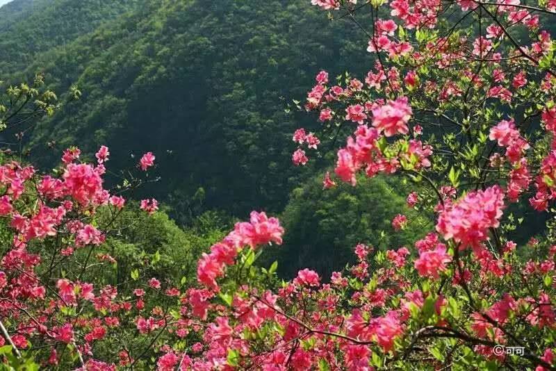 金岗台上映山红