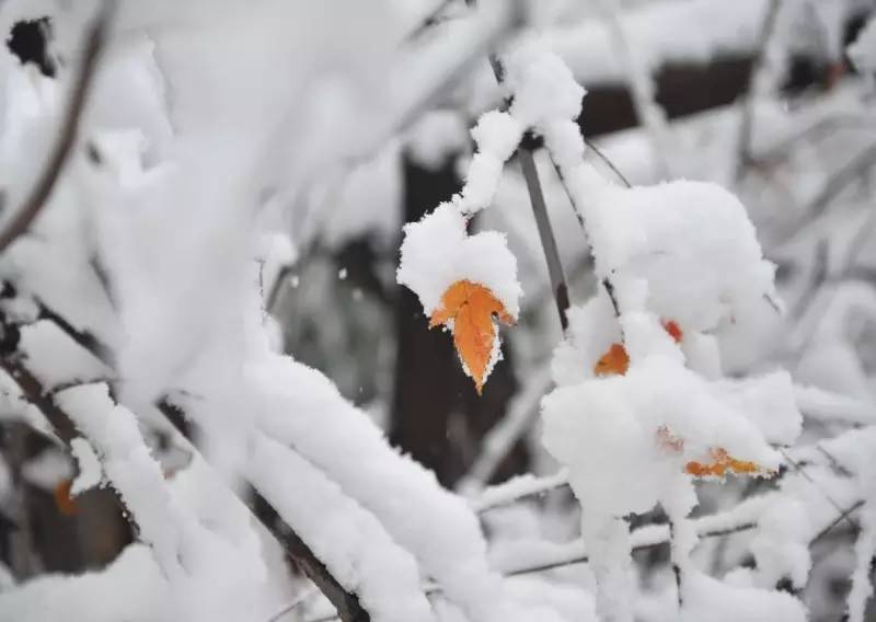 不知庭霰今朝落,疑是林花昨夜开—宋之问《苑中遇雪应制》