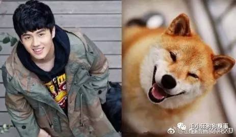 柴犬宝宝竟然撞脸刘昊然,还承包了半个娱乐圈?