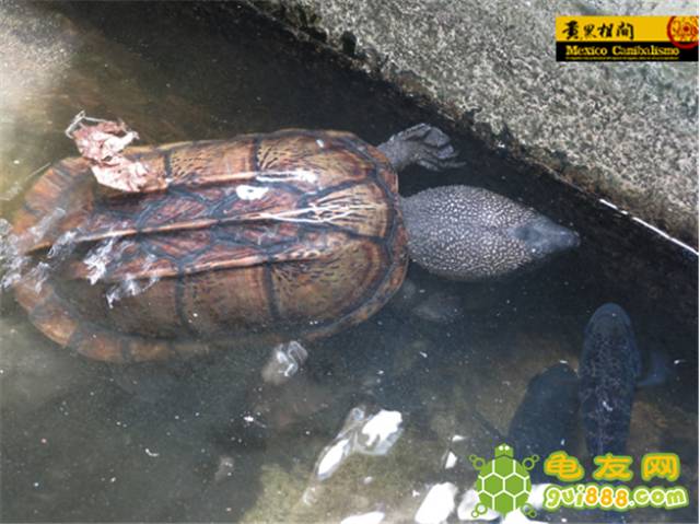 【视界】探秘墨西哥土著龟类栖息地