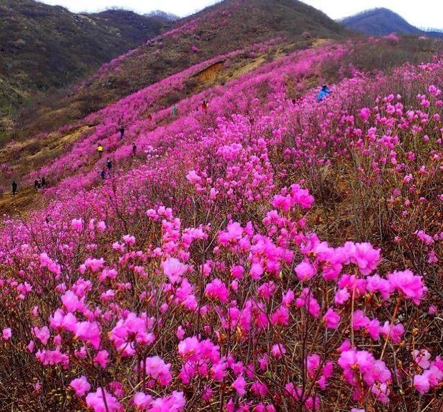 相约岫岩四月天,看那漫山映山红