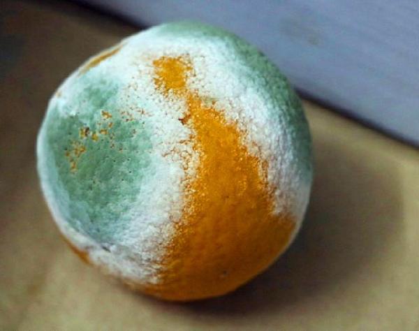 橘子为什么霉