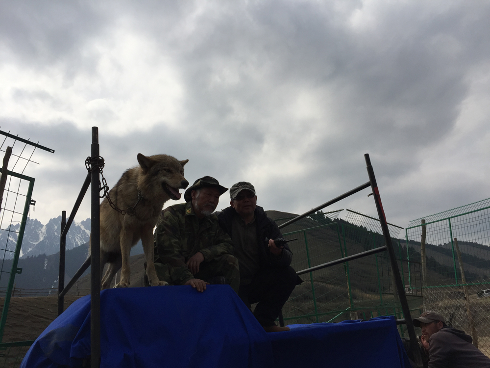 电影《血狼犬》今日公映 狼狗大战冠绝同类影片