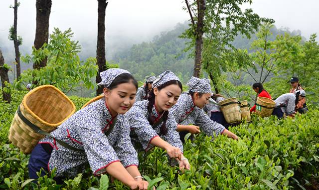 "谷雨茶"飘香,茶乡姑娘采茶忙!