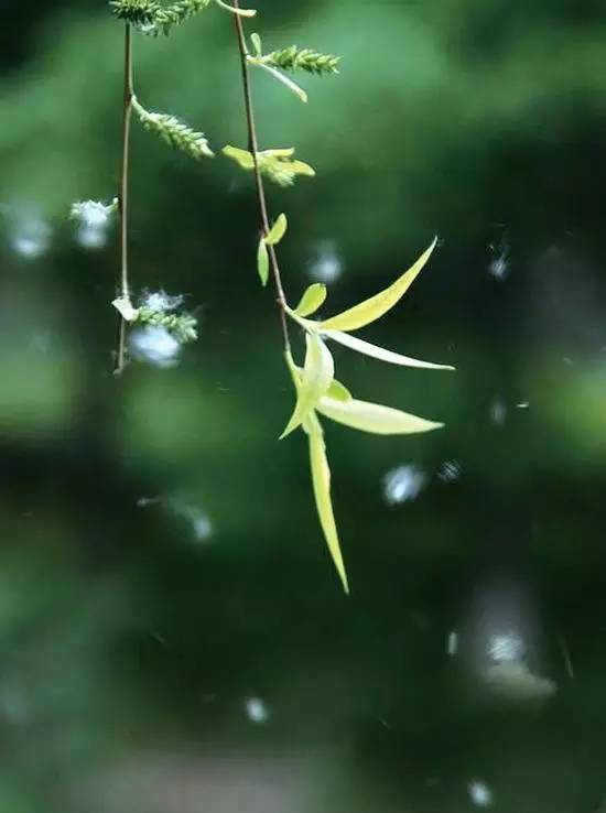 北京杨柳絮满天飞,城市里为何偏要种杨柳树?背后竟有