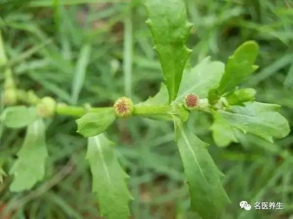 一味草药,治好我30年的鼻炎