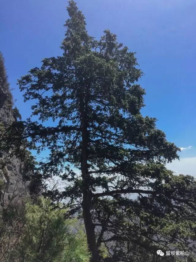 (紫柏树,紫柏山因它而得名)