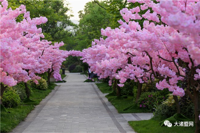 踏春而来,浦阳江一号诚邀共赏樱花盛景!