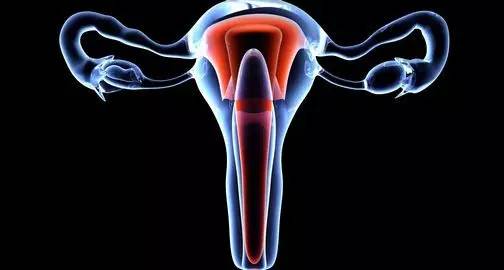 卵巢,怎么保养卵巢最好,女人怎么保养卵巢