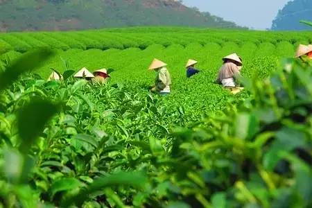 喝一碗谷雨茶,好好的与春天告别