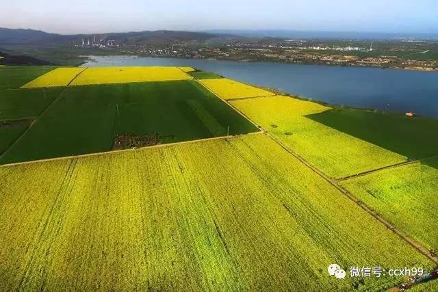 宝鸡家门口千亩油菜花绽放坐上定制公交去拍照