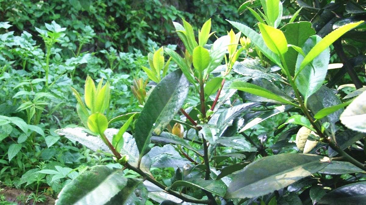 青青的山上生灵芽 ——走,上磁峰,采野生苦丁茶去