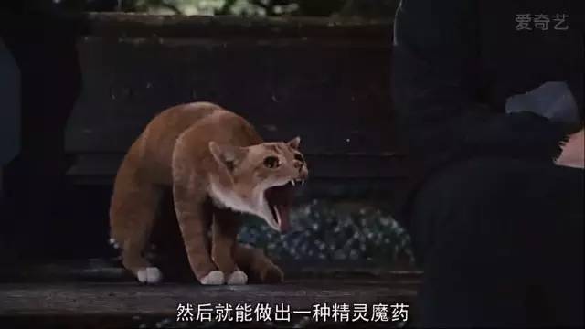 哦对了,还有你童年中一定出现过的 阿兹猫.