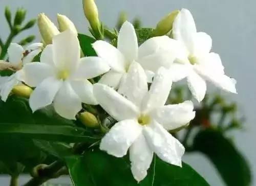 jasmine flower