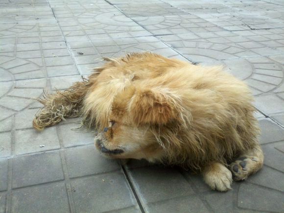 狗狗被雨淋了怎么办?狗狗被雨淋后怎么照顾?