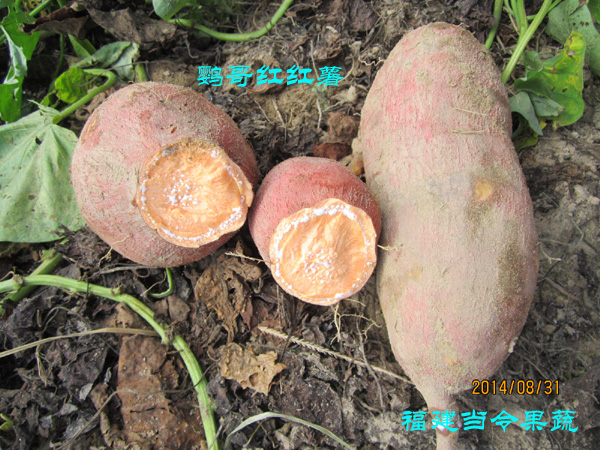 甘薯品种福建地瓜只是中国众多红薯中的一小部分