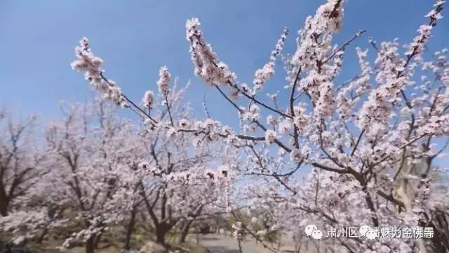 金佛寺镇第二届杏花文化旅游节4月22日隆重开幕