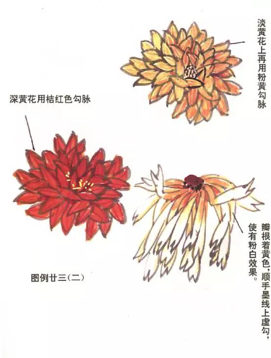 菊花的花瓣有如下几种形态:长,短,粗,细,曲,直,阔,窄和几个基本形状