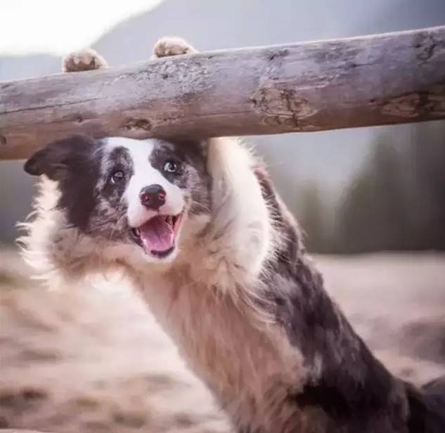 惊奇 在边牧犬的世界里,我们竟然是群羊!