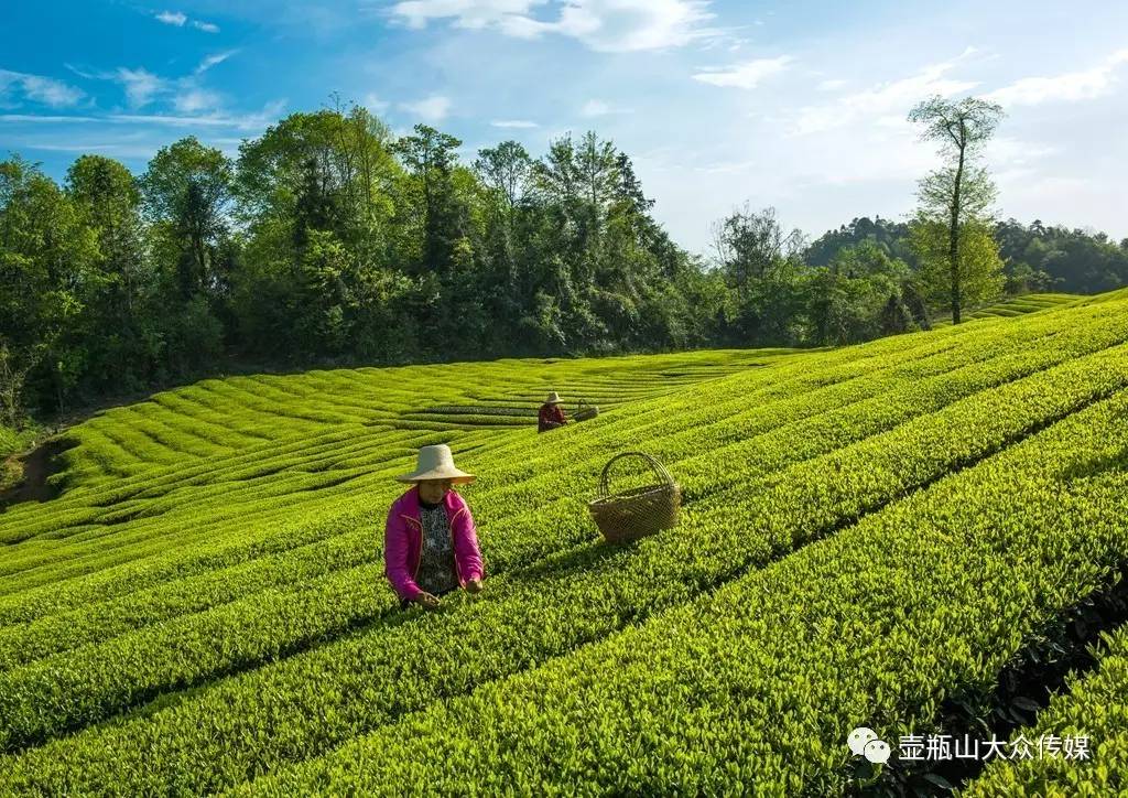 四十五里东山峰,采茶姑娘遍山中