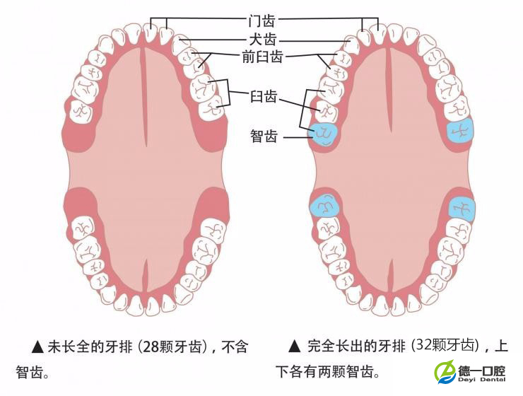 智齿(人类第三大臼(jiu)齿)是指人类口腔内牙槽骨上最里面的第三颗