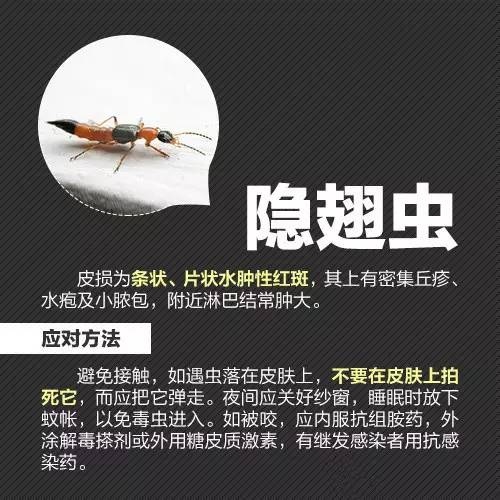 隐翅虫只有蚂蚁般大小 毒液会引起急性皮肤炎症 可能导致水疱,糜烂等