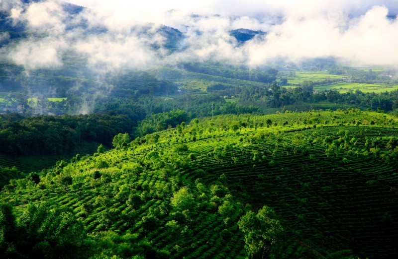 但懂茶之人都会知道西双版纳同样是有名的茶叶产地,勐海县更是 古茶山