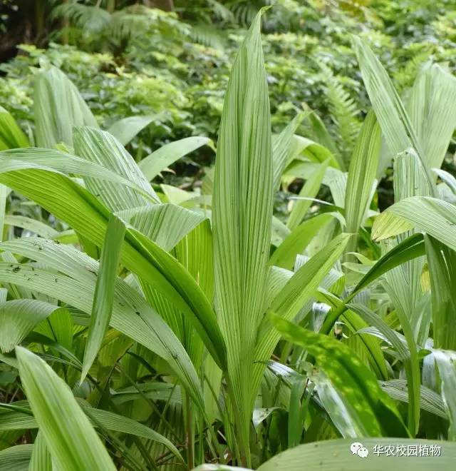 大叶仙茅