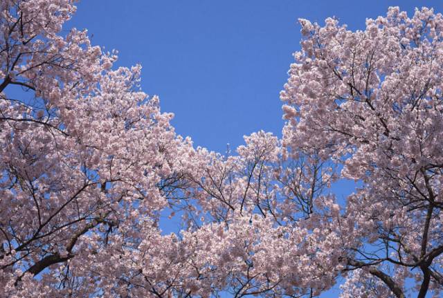 八大山人梅湖景区樱花园