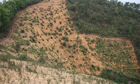 植被破坏,草原面临严重退化,沙化,碱化,加剧了草地水土流失和风沙危害