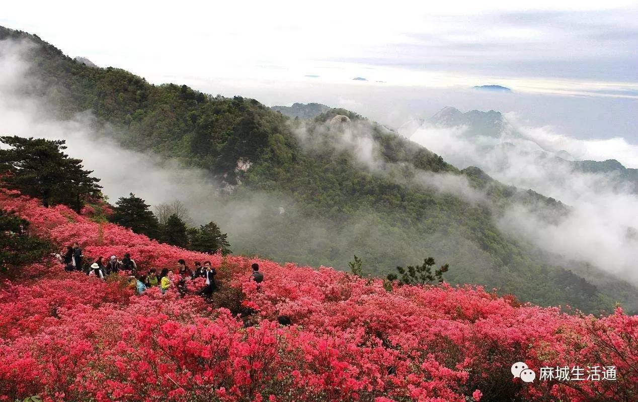 麻城杜鹃花海再次荣登美国时代广场!